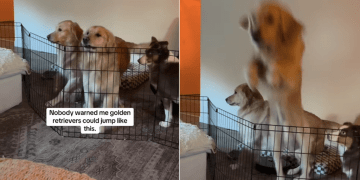 Video: Golden Retriever Pulls Off Big Jump Over Gate to Couch