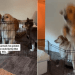 Video: Golden Retriever Pulls Off Big Jump Over Gate to Couch