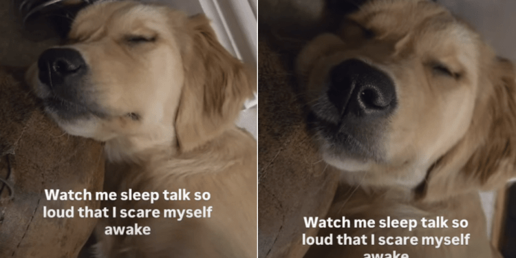 Golden Retriever Puppy Startles Herself Awake