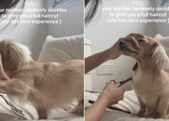Dog Reacts to Getting a Haircut by Mom Out of the Blue