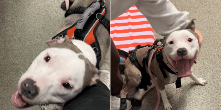 Rescue Dog’s Reaction to Getting Prosthetic Legs Is Priceless