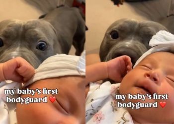Pit Bull Does His Job as Newborn Baby’s ‘First Bodyguard’