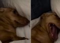 Video: Dog Is Just Not Ready to Get Out of Bed on a Sunday