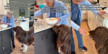 Newfoundland’s Grandma Bakes Dog-Friendly Cupcakes for Their Sleepover