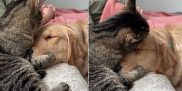 Video: Cat Holds Golden Retriever Close & Showers With Kisses