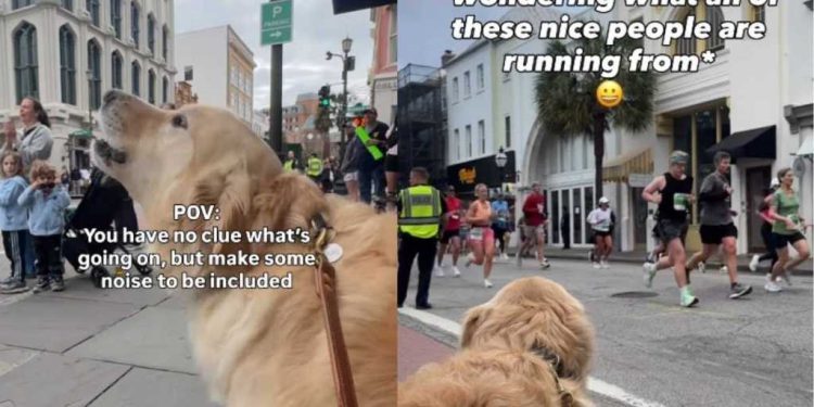 Golden Retriever Cheers on Marathon Runners Just To Be Included