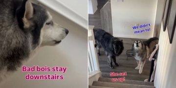 Dogs Avoid Furry Sister After Stealing Her Treats
