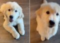 Video: Puppy Starts Playing Paw Piano During Stay Training