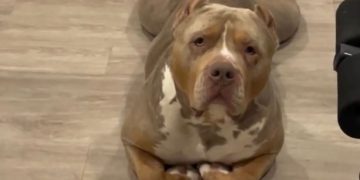 American Bully Goes Viral for Lying Down Like a Cat