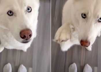 Owner Matches Outfit With Husky in Cute Video