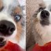 Dog Munching on Bell Pepper Makes for Best ASMR Video