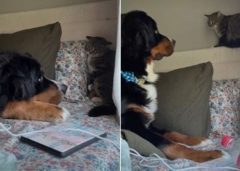 Video: You Can Tell This Dog & Cat Will Be BFFs Soon