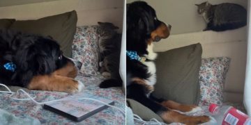 Video: You Can Tell This Dog & Cat Will Be BFFs Soon