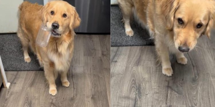 Video: Golden Retriever Comes Prepared to Ask for More Peanut Butter