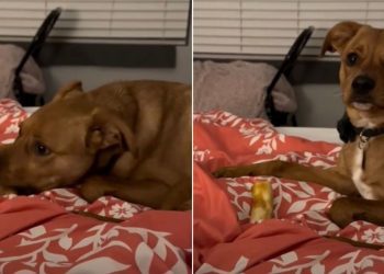 Adopted Shelter Dog Seems Overwhelmed When Good Things Happen