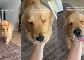 Video: Owner Shares Feeling of Waking up to Golden Retriever