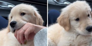 Video: Golden Retriever Puppy Focused on Chewing Despite Hiccups