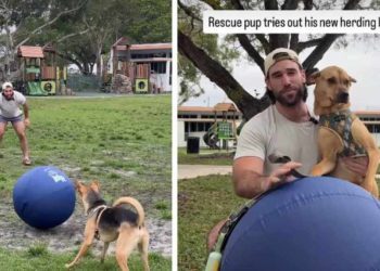Rescue Dog’s Efforts to Herd a Giant Ball End Unexpectedly