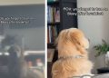 Golden Retriever Stares at Blank TV After Morning Routine Goes Wrong