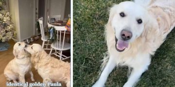 These Golden Retrievers’ Wedding Preparations Are Extensive