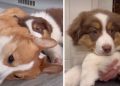 Puppy Shows What Furry Brother Taught Her