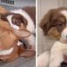 Puppy Shows What Furry Brother Taught Her