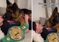 Dog Knows Dad’s in Pain After Winning Fight, Comforts Him With Cuddles