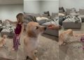 Little Girl Trains Golden Retriever Puppy Fun Tricks & How To Be Gentle