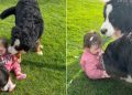 Video: Big Dogs Make Tiny Human Giggle as They Play in the Grass