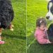 Video: Big Dogs Make Tiny Human Giggle as They Play in the Grass