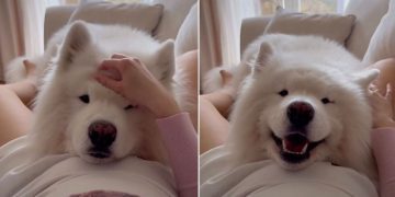 Samoyed’s Reaction To Feeling Baby’s Kick First Time Is Priceless