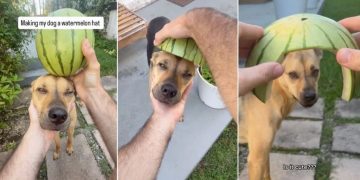 Rescue Dog Isn’t Thrilled About the Watermelon Helmet Dad Made for Him