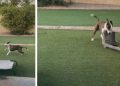 Video: Adopted Shelter Dog’s Solo Playtime Melts Hearts