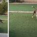 Video: Adopted Shelter Dog’s Solo Playtime Melts Hearts