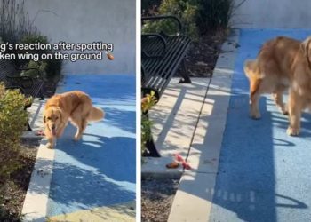 Golden Retriever Resists Temptation After Finding Chicken Wing on Ground