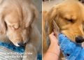 Video: Golden Retriever Goes Shopping for New Toy