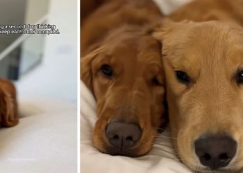 Dog Owner’s Plan To Get a Second Golden Retriever Backfires Adorably