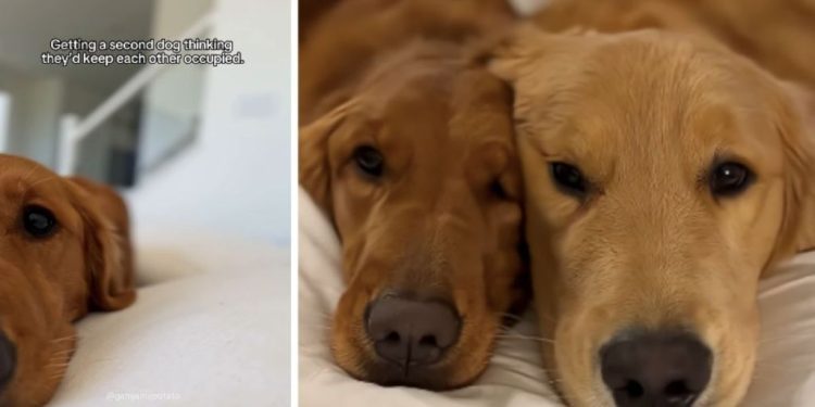 Dog Owner’s Plan To Get a Second Golden Retriever Backfires Adorably