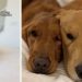 Dog Owner’s Plan To Get a Second Golden Retriever Backfires Adorably