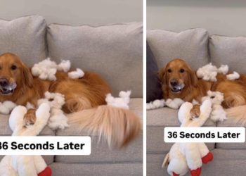 Video: Owner Shows What Dog Does to New Toy in Seconds