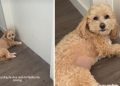 Video: Tiny Dog Guards Door Until Dad’s Meeting Is Over