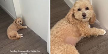 Video: Tiny Dog Guards Door Until Dad’s Meeting Is Over