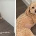 Video: Tiny Dog Guards Door Until Dad’s Meeting Is Over