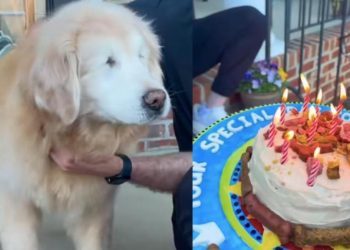 Senior Dog Is Too Excited as He Celebrates 12th Birthday