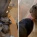Video: Staffy Turns Furry Sibling Into Furniture