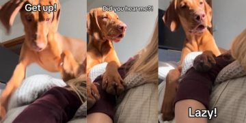 Video: Dog’s Shocked Face After Failing to Get Owner Out of Bed Is Hilarious