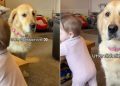 Video: Golden Retriever Goes Straight to Baby Who Is Learning to Stand