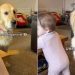 Video: Golden Retriever Goes Straight to Baby Who Is Learning to Stand
