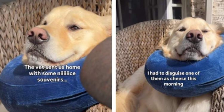 Video: Owner Treats Dog’s Injury With Cheese but There’s a Catch