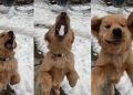 Video: Golden Retriever Dog Is Expert in Catching Snowballs